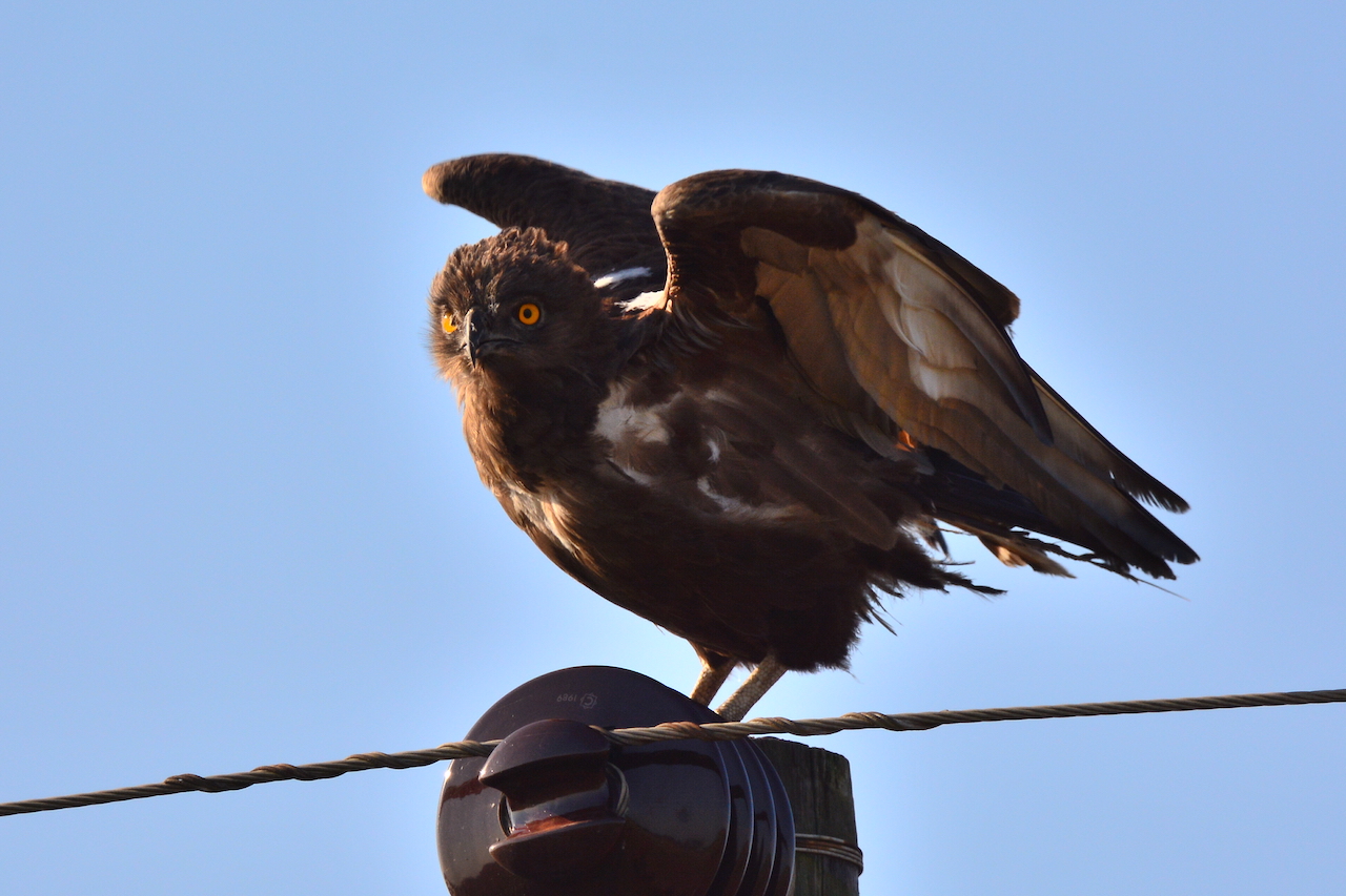 Circaetus cinereus